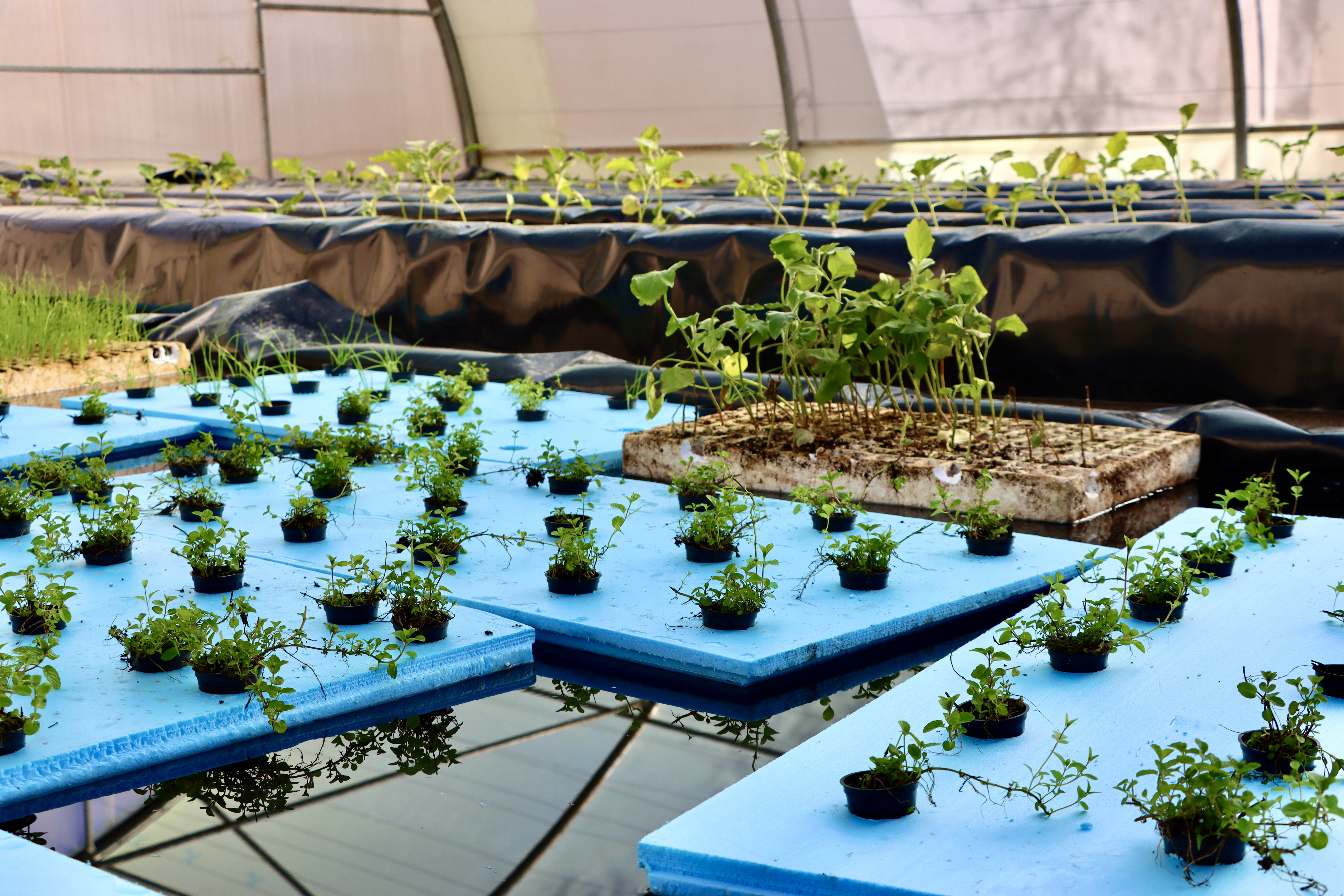 Questscope Greenhouse